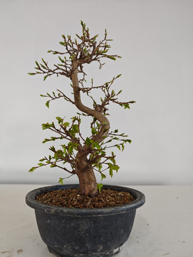 *Ca 1. Carpinus coreana 120 euros con envio gratis peninsula.