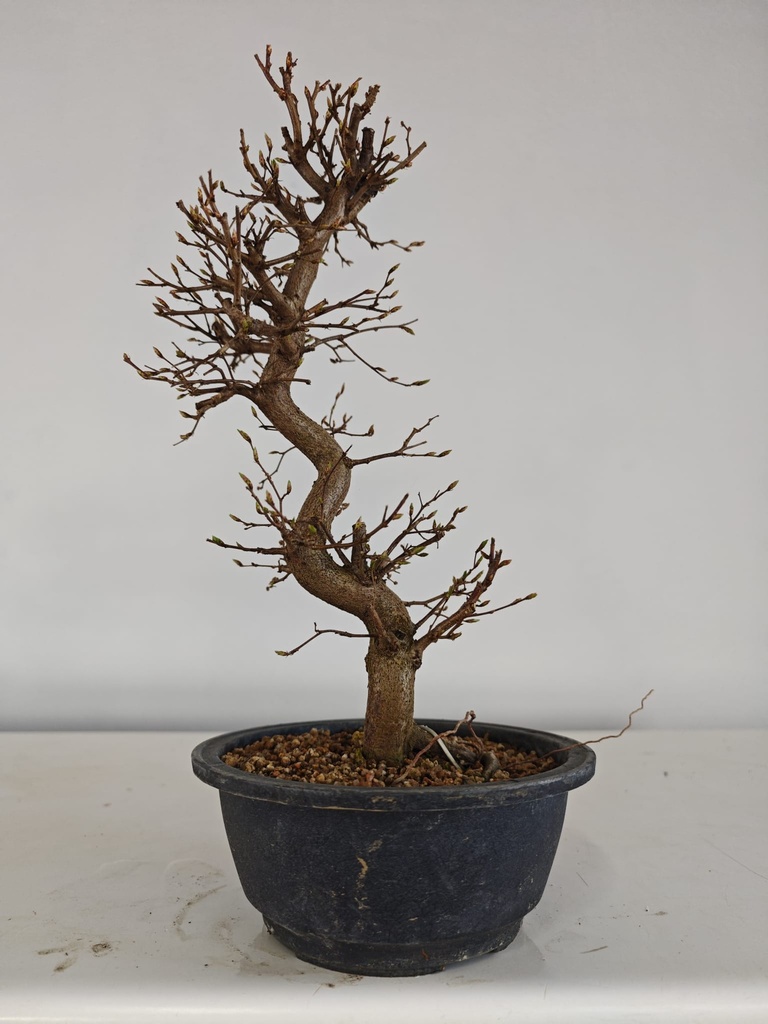 *Ca 2. Carpinus coreana 120 euros con envio gratis peninsula.