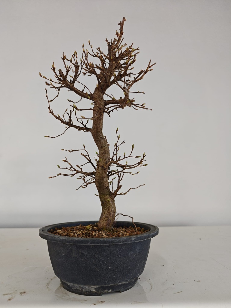*Ca 2. Carpinus coreana 120 euros con envio gratis peninsula.