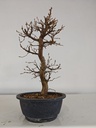 *Ca 2. Carpinus coreana 120 euros con envio gratis peninsula.