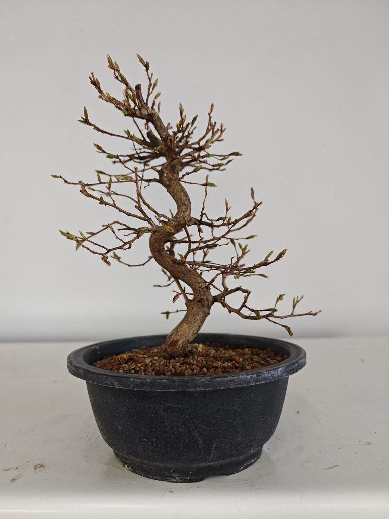*Ca 5. Carpinus coreana 120 euros con envio gratis peninsula.