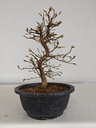 *Ca 5. Carpinus coreana 120 euros con envio gratis peninsula.