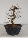 *Ca 5. Carpinus coreana 120 euros con envio gratis peninsula.