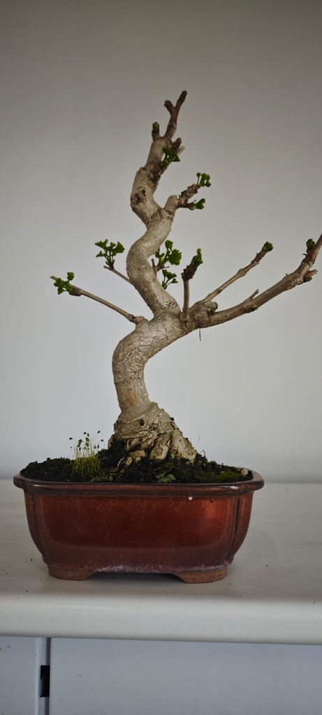 *GI 4. Ginkgo biloba 120 euros con evio gratis peninsula.