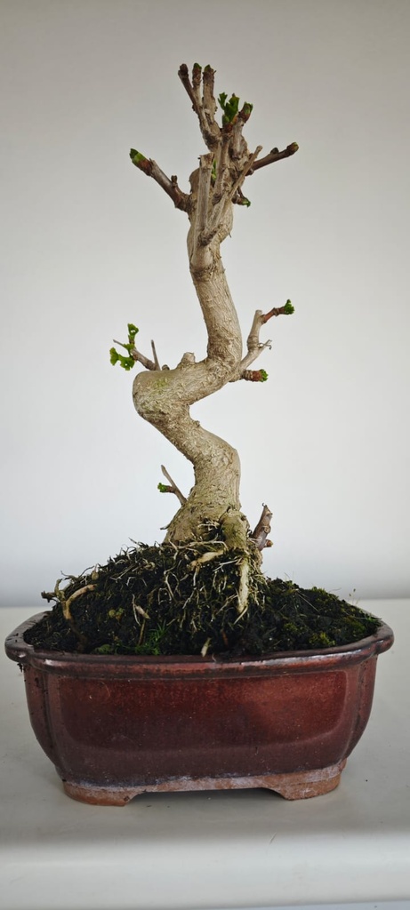 *GI 5. Ginkgo biloba 120 euros con envio gratis peninsula.