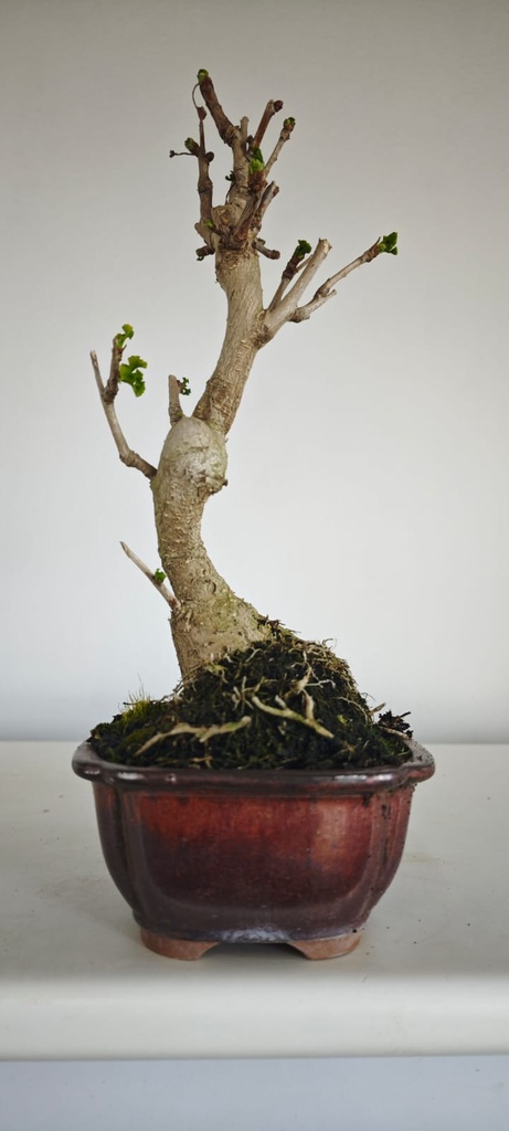 *GI 5. Ginkgo biloba 120 euros con envio gratis peninsula.