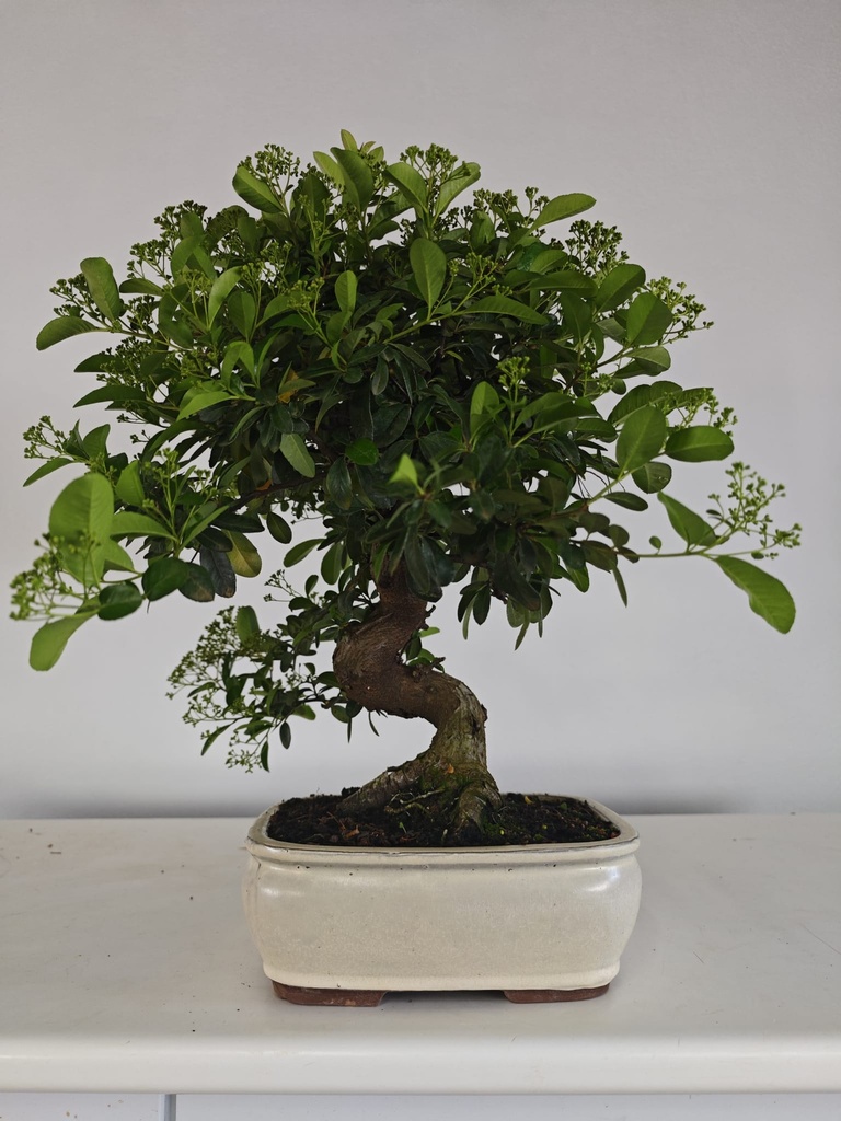 *PY 10. Pyracantha 100 euros con envio gratis peninsula.