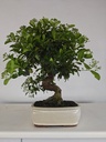 *PY 10. Pyracantha 100 euros con envio gratis peninsula.