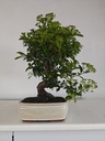 *PY 10. Pyracantha 100 euros con envio gratis peninsula.