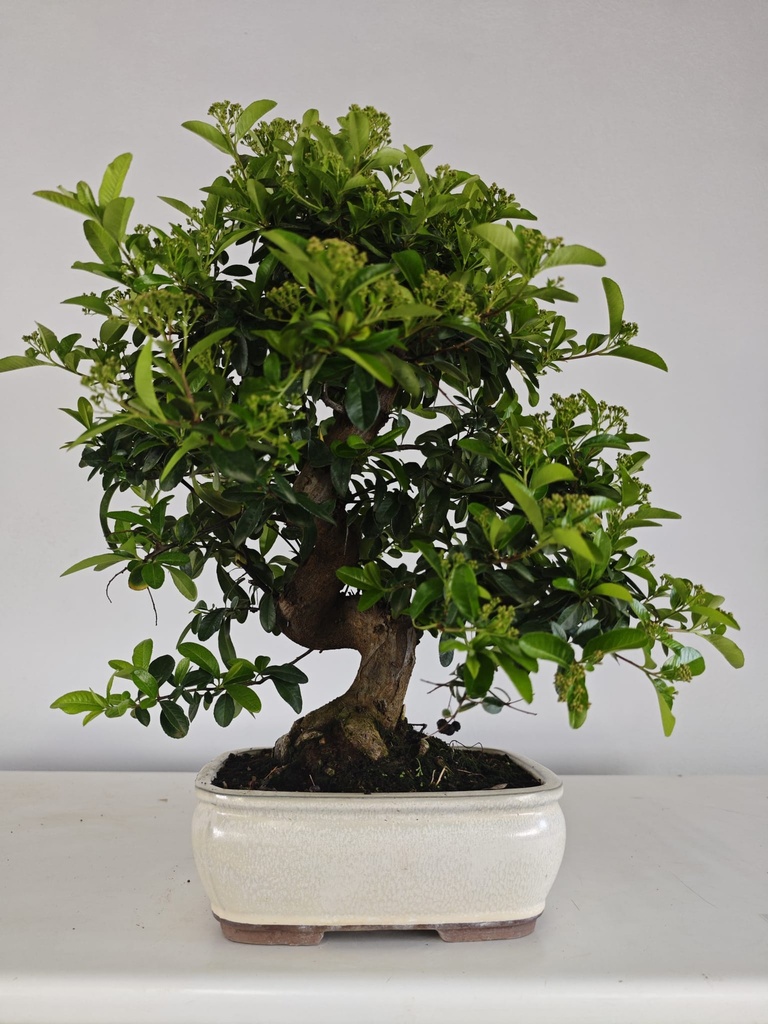 *PY 11. Pyracantha 100 euros con envio gratis peninsula.