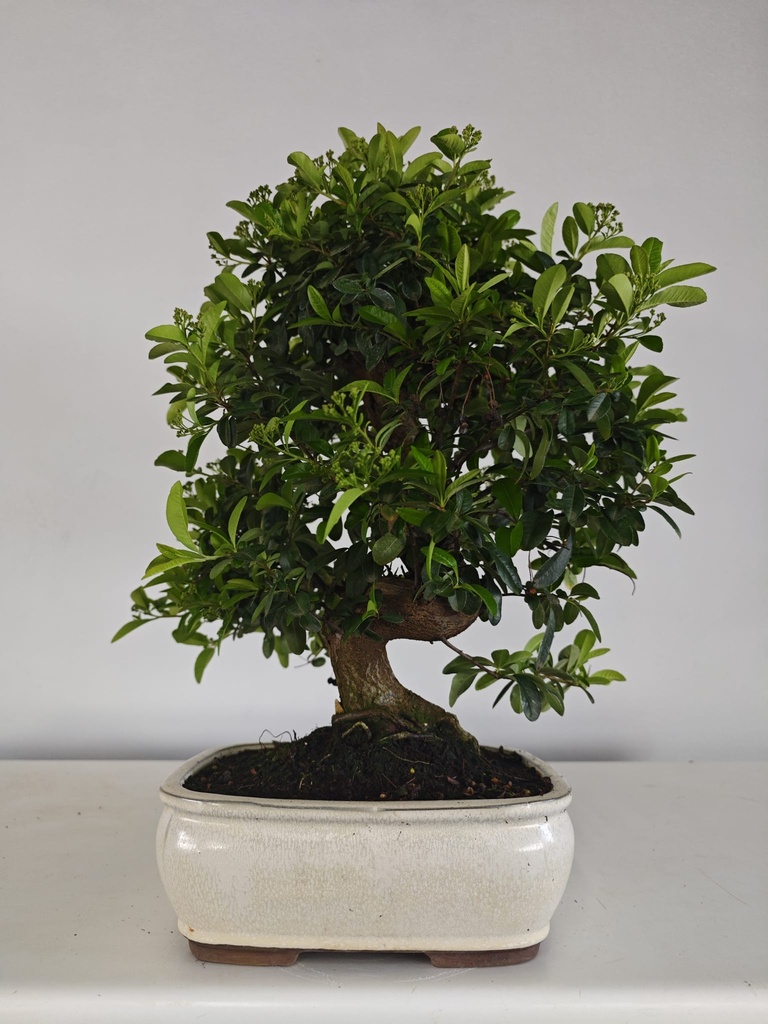 *PY 11. Pyracantha 100 euros con envio gratis peninsula.