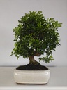 *PY 11. Pyracantha 100 euros con envio gratis peninsula.