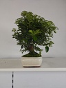 *PY 12. Pyracantha 100 euros con envio gratis peninsula.