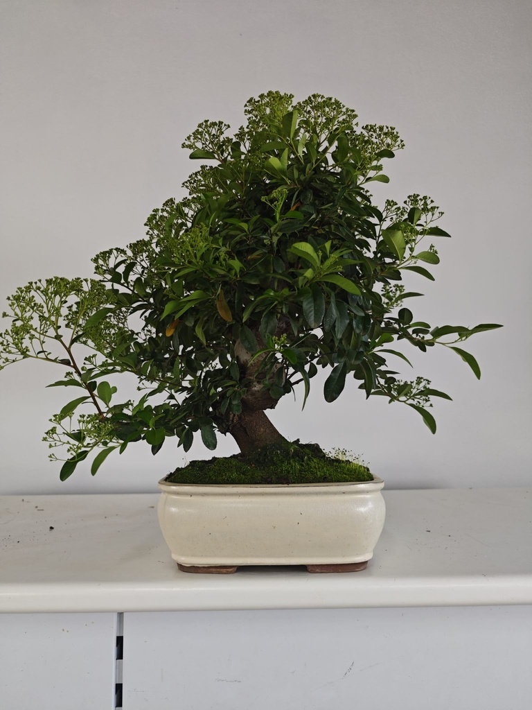 *PY 12. Pyracantha 100 euros con envio gratis peninsula.