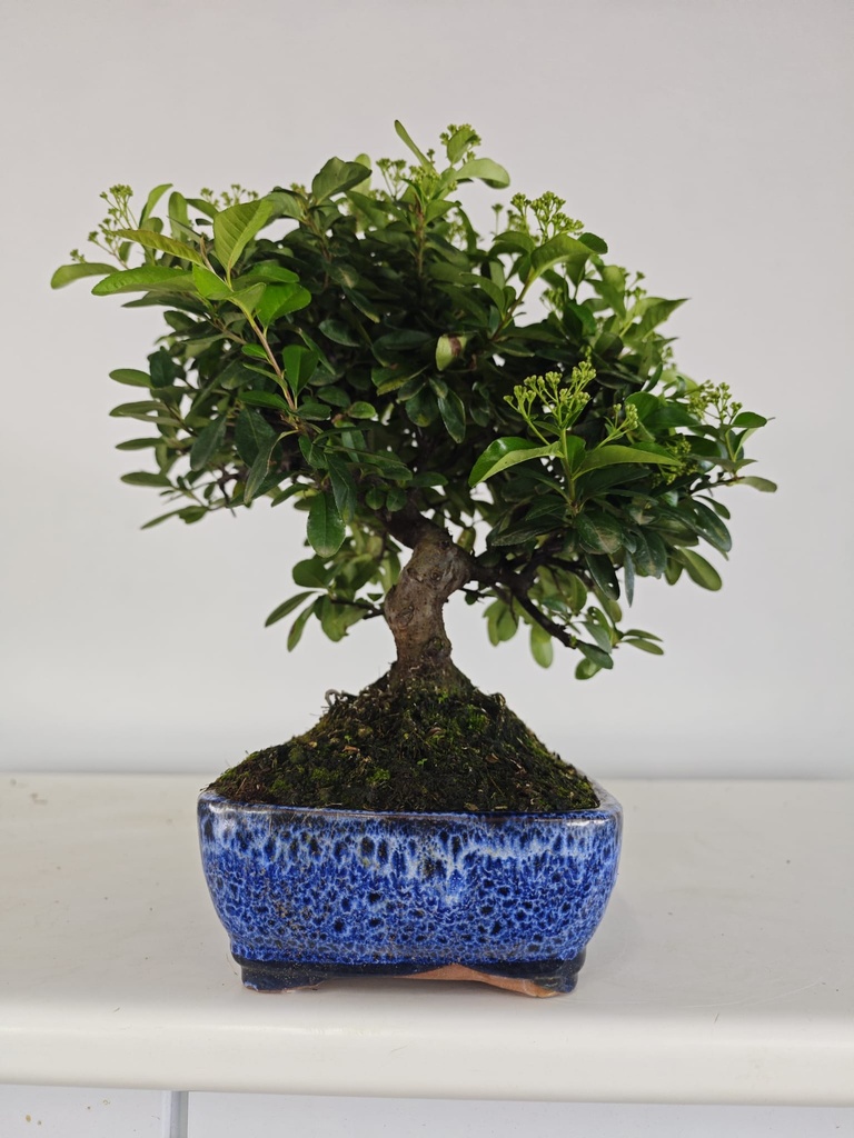 *PY 13. Pyracantha 100 euros con envio gratis peninsula.
