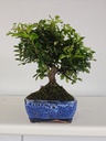 *PY 13. Pyracantha 100 euros con envio gratis peninsula.