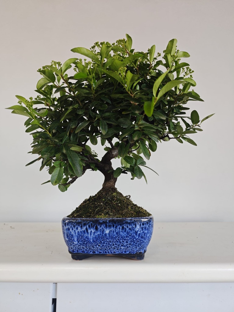 *PY 14. Pyracantha 100 euros con envio gratis peninsula.