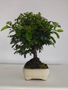 *PY 15. Pyracantha 100 euros con envio gratis peninsula.