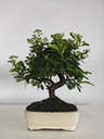 *PY 17. Pyracantha 100 euros con envio gratis peninsula.