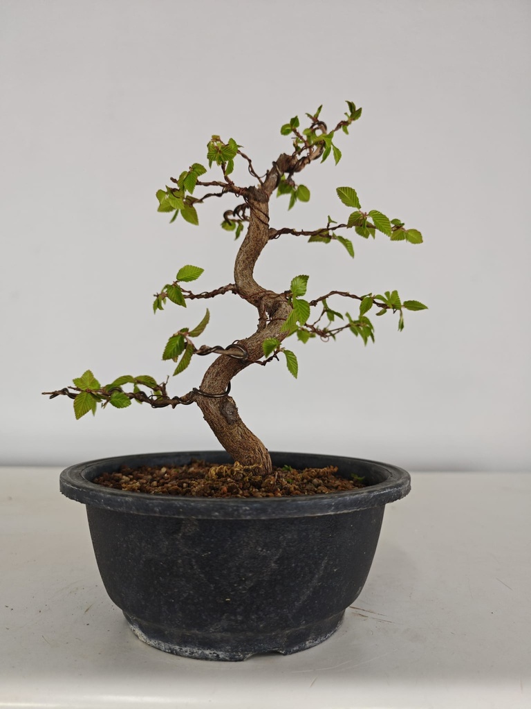 *Ca 5. Carpinus coreana 170 euros con envio gratis peninsula.