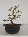*Ca 5. Carpinus coreana 170 euros con envio gratis peninsula.