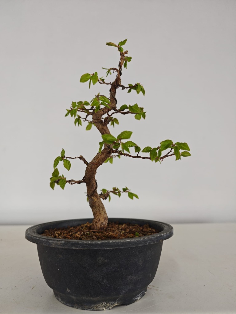 *Ca 5. Carpinus coreana 170 euros con envio gratis peninsula.