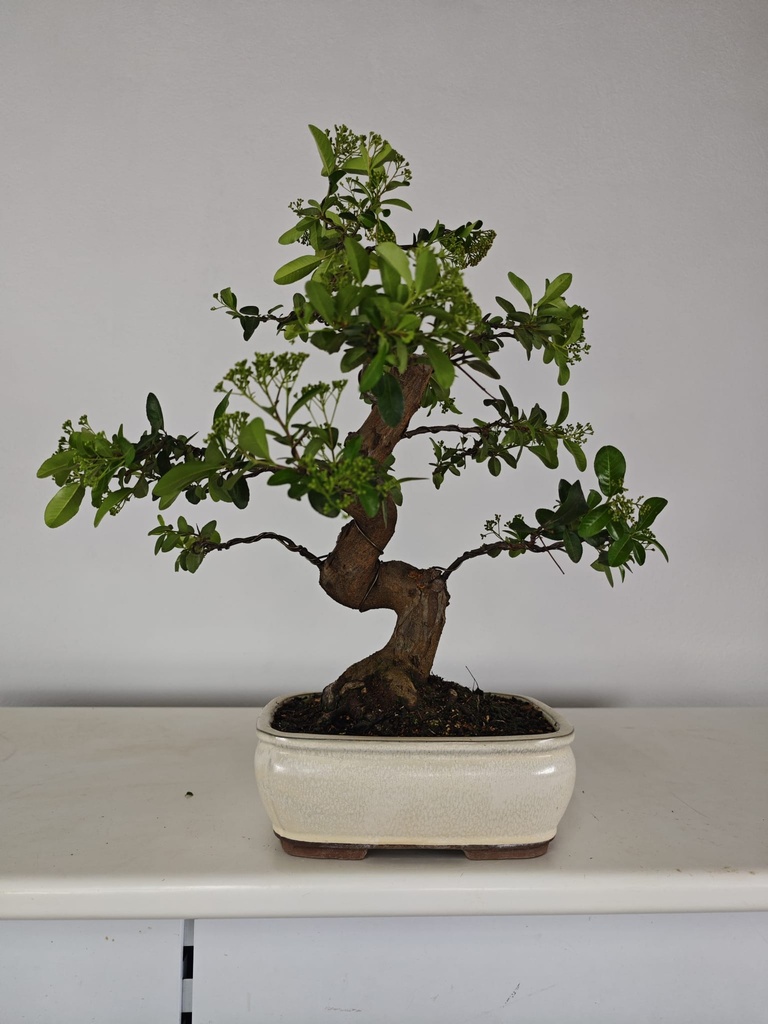 *PY 11. Pyracantha 250 euros con envio gratis peninsula.