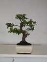 *PY 11. Pyracantha 250 euros con envio gratis peninsula.