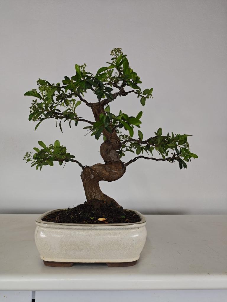 *PY 11. Pyracantha 250 euros con envio gratis peninsula.