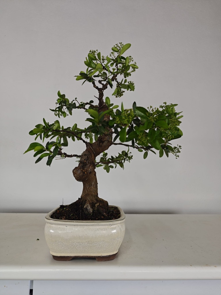 *PY 11. Pyracantha 250 euros con envio gratis peninsula.