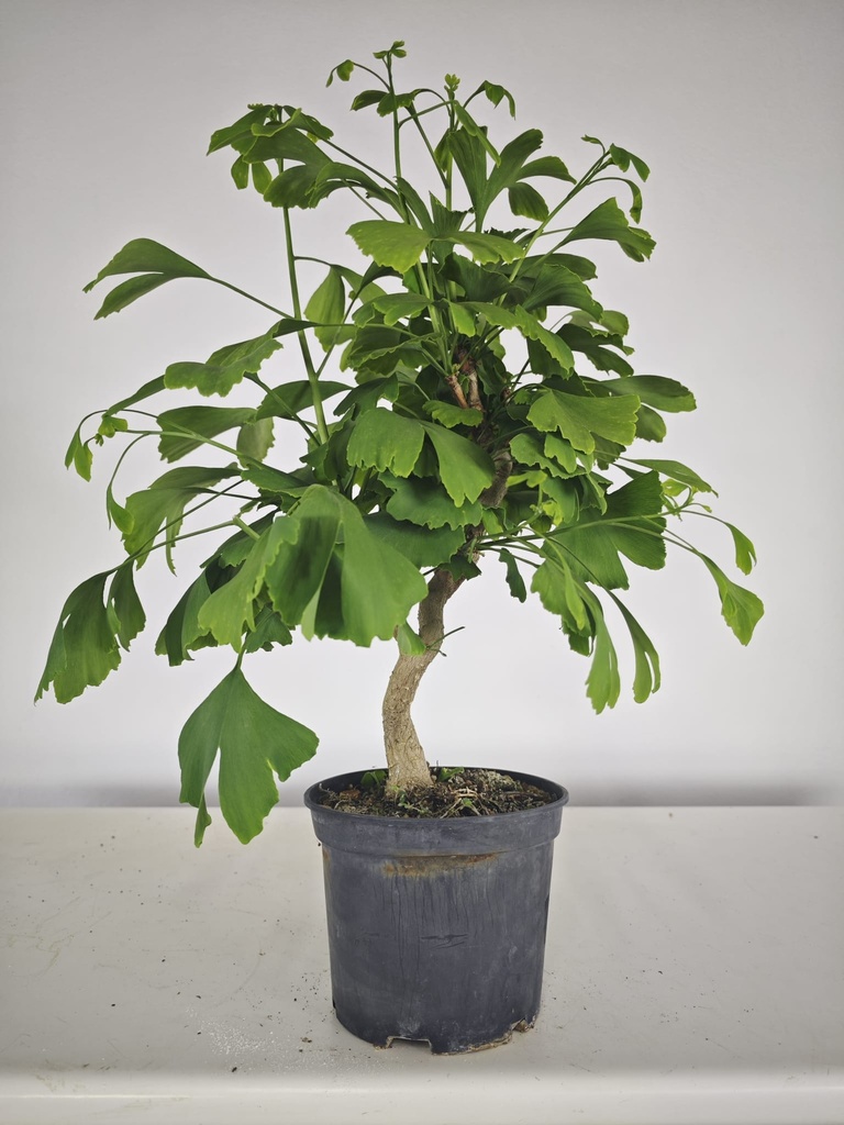 *GI 21 Ginkgo 70 euros con envio gratis peninsula.