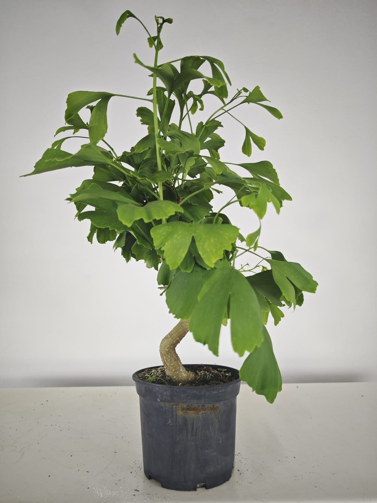 *GI 21 Ginkgo 70 euros con envio gratis peninsula.