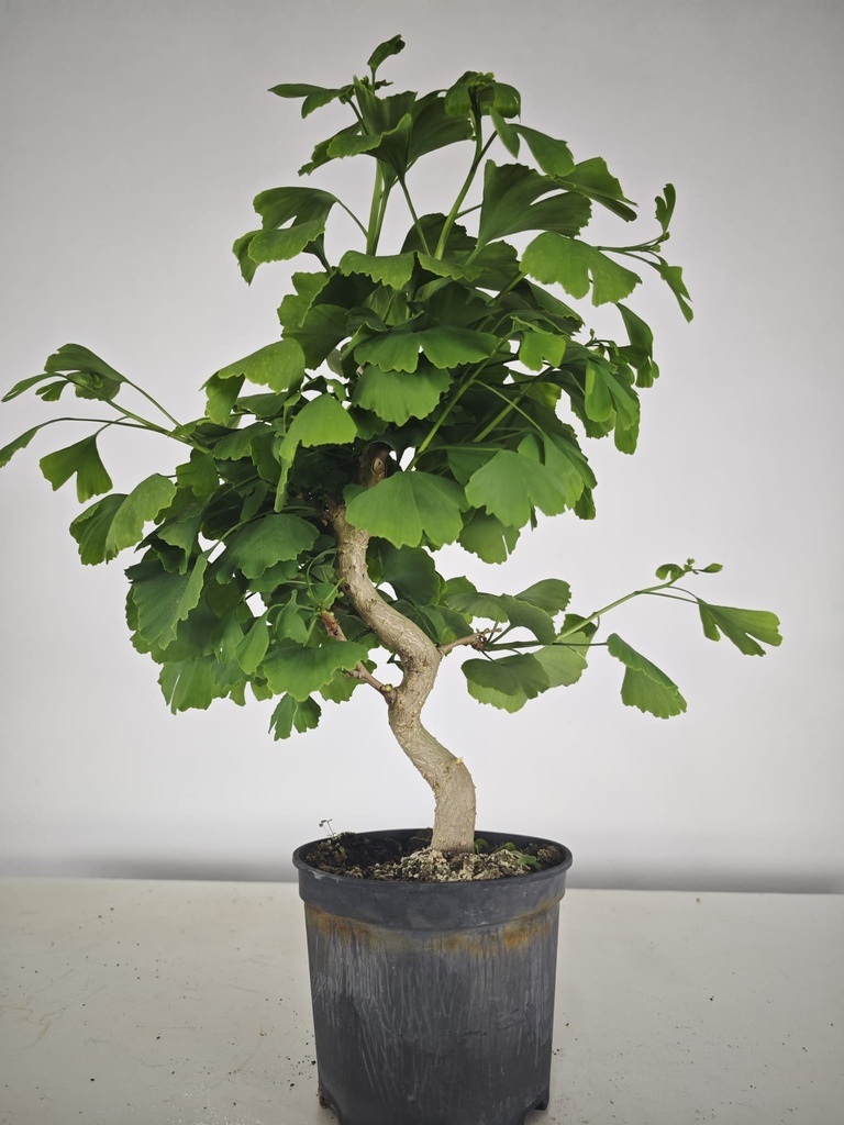 *GI 23 Ginkgo 70 euros con envio gratis peninsula.