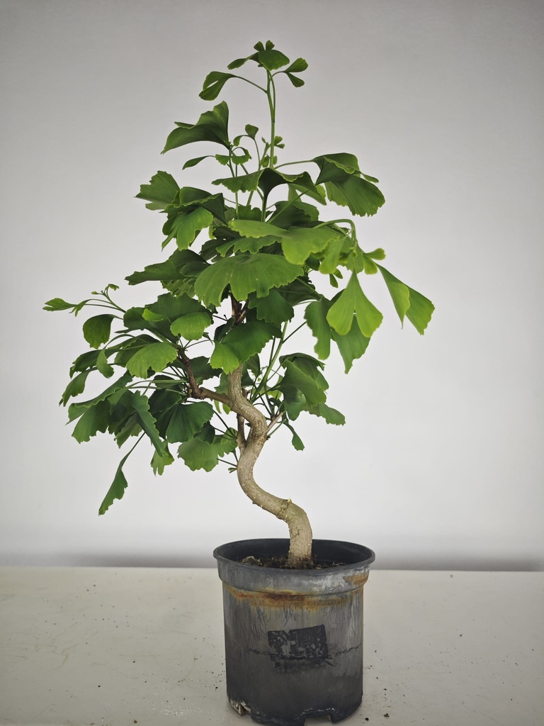 *GI 24 Ginkgo 70 euros con envio gratis peninsula.