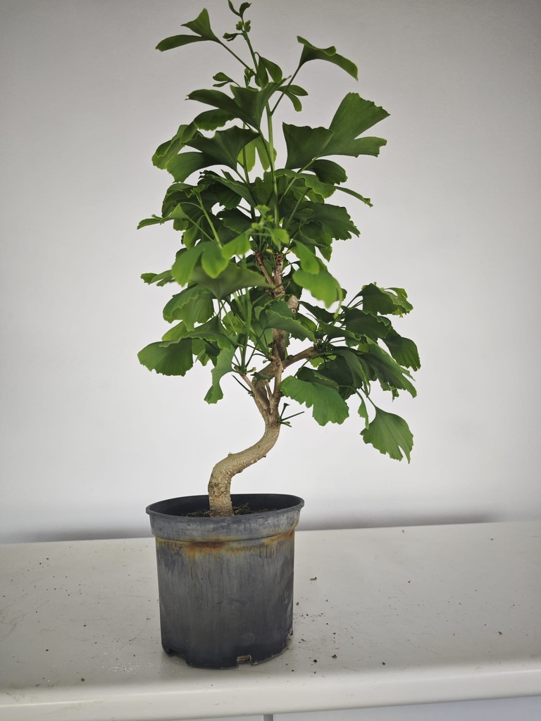 *GI 24 Ginkgo 70 euros con envio gratis peninsula.