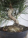 * P 10 Pinus thunbergii, 70 euros con envio gratis peninsula.