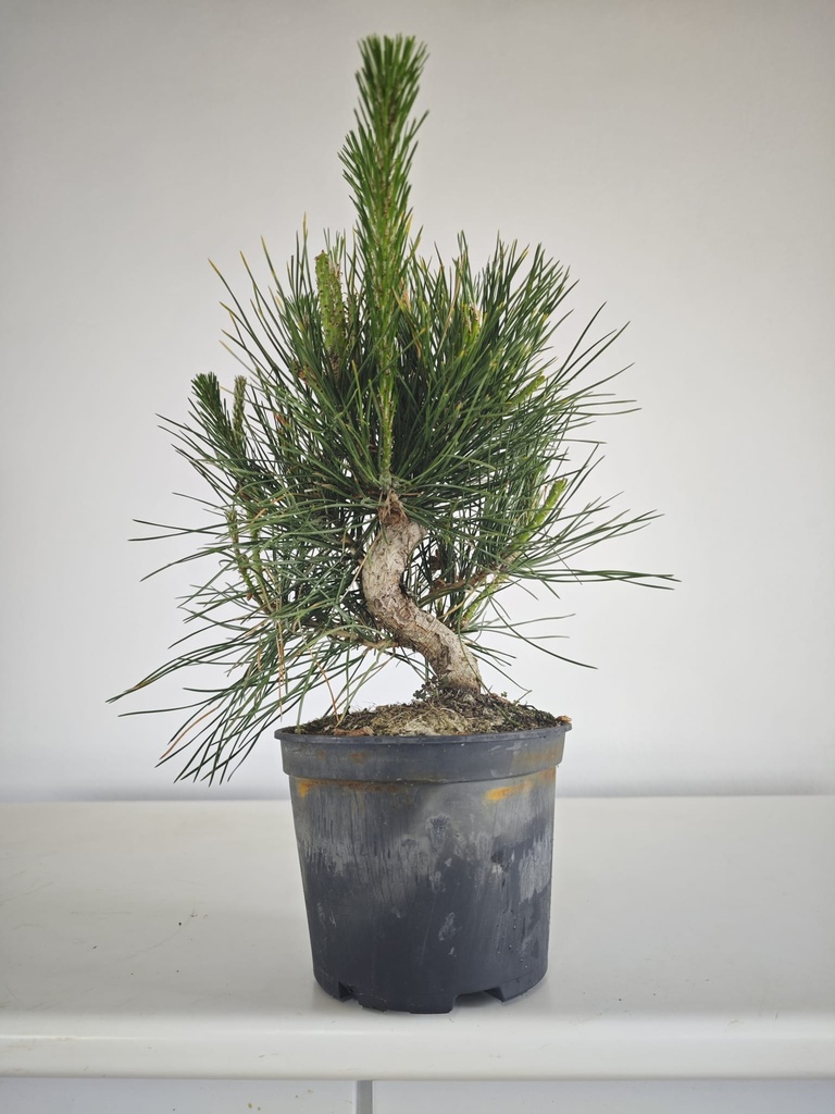 * P 10 Pinus thunbergii, 70 euros con envio gratis peninsula.