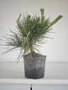 * P 10 Pinus thunbergii, 70 euros con envio gratis peninsula.