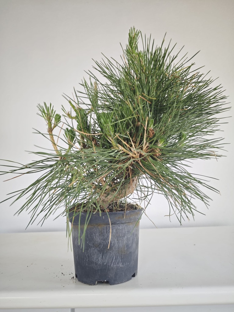 * P 11 Pinus thunbergii, 70 euros con envio gratis peninsula.
