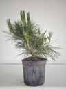* P 11 Pinus thunbergii, 70 euros con envio gratis peninsula.