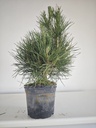 * P 12 Pinus thunbergii, 70 euros con envio gratis peninsula.