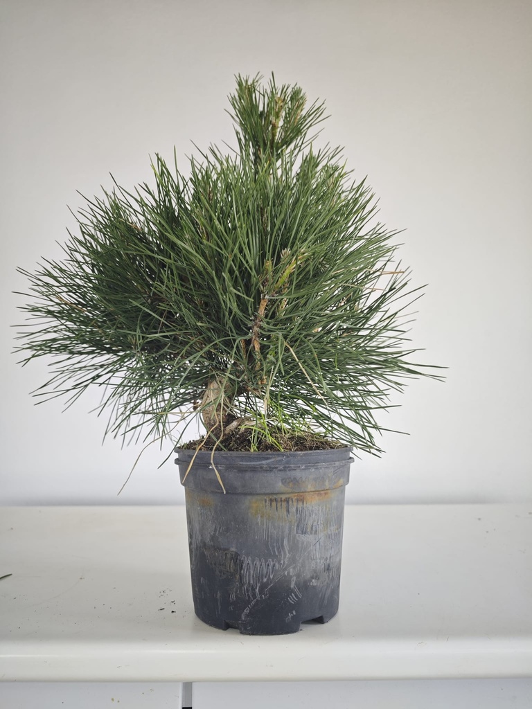 * P 12 Pinus thunbergii, 70 euros con envio gratis peninsula.