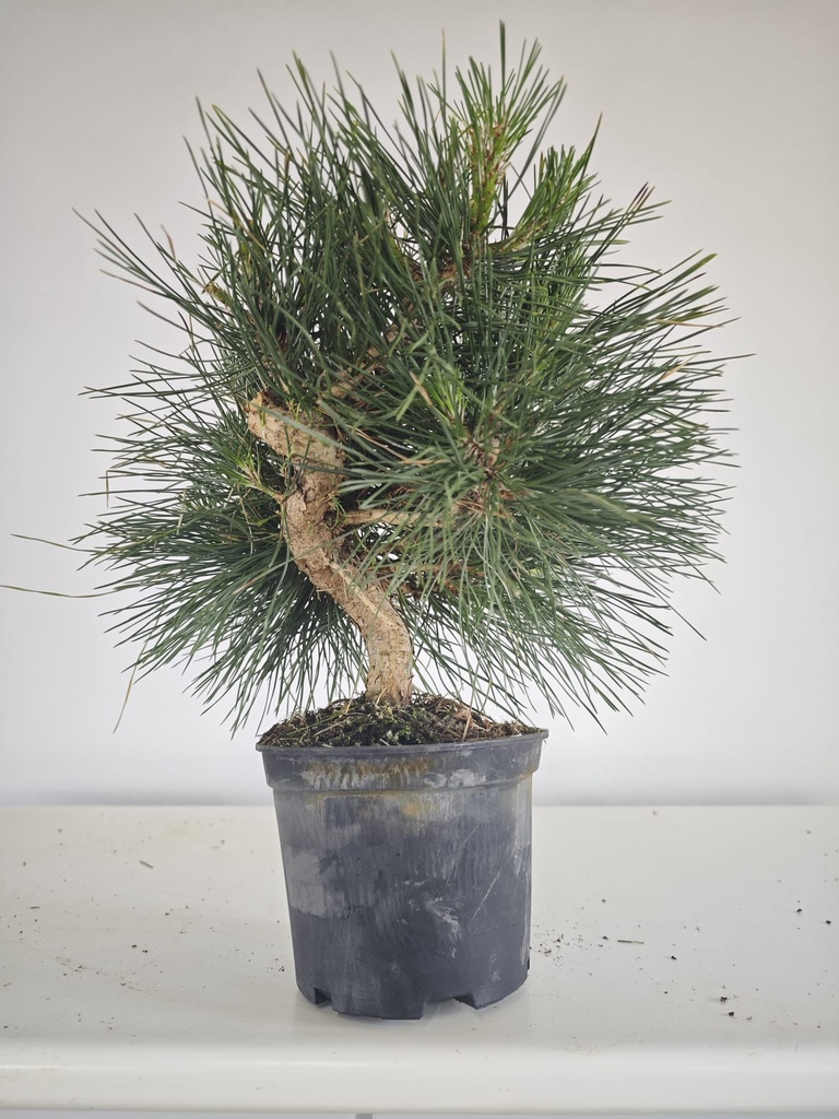 * P 13 Pinus thunbergii, 70 euros con envio gratis peninsula.