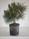 * P 13 Pinus thunbergii, 70 euros con envio gratis peninsula.
