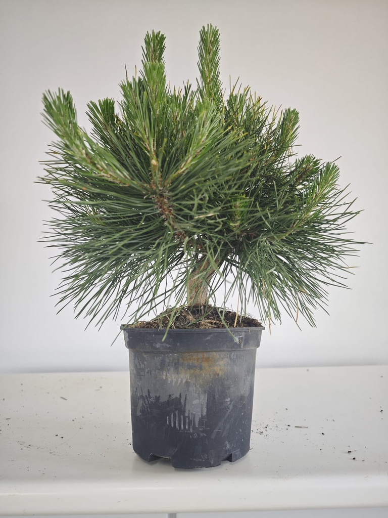 * P 13 Pinus thunbergii, 70 euros con envio gratis peninsula.