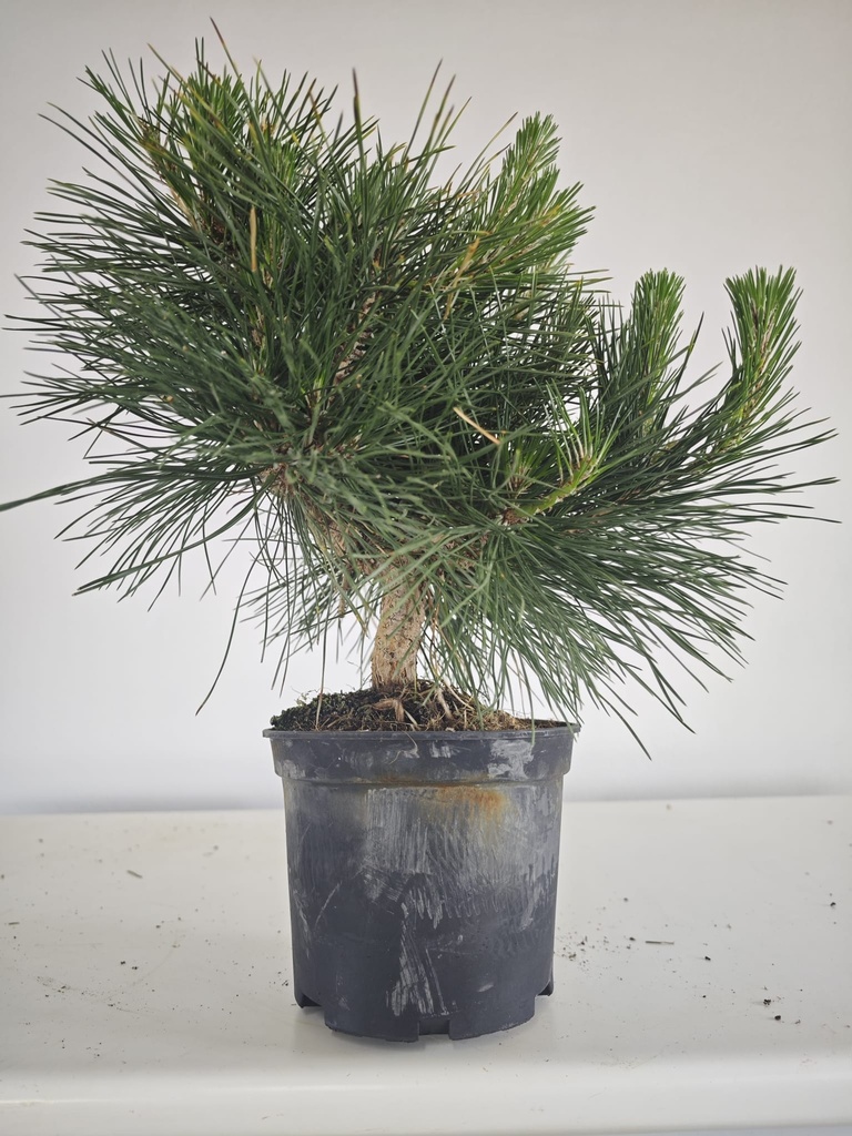 * P 13 Pinus thunbergii, 70 euros con envio gratis peninsula.