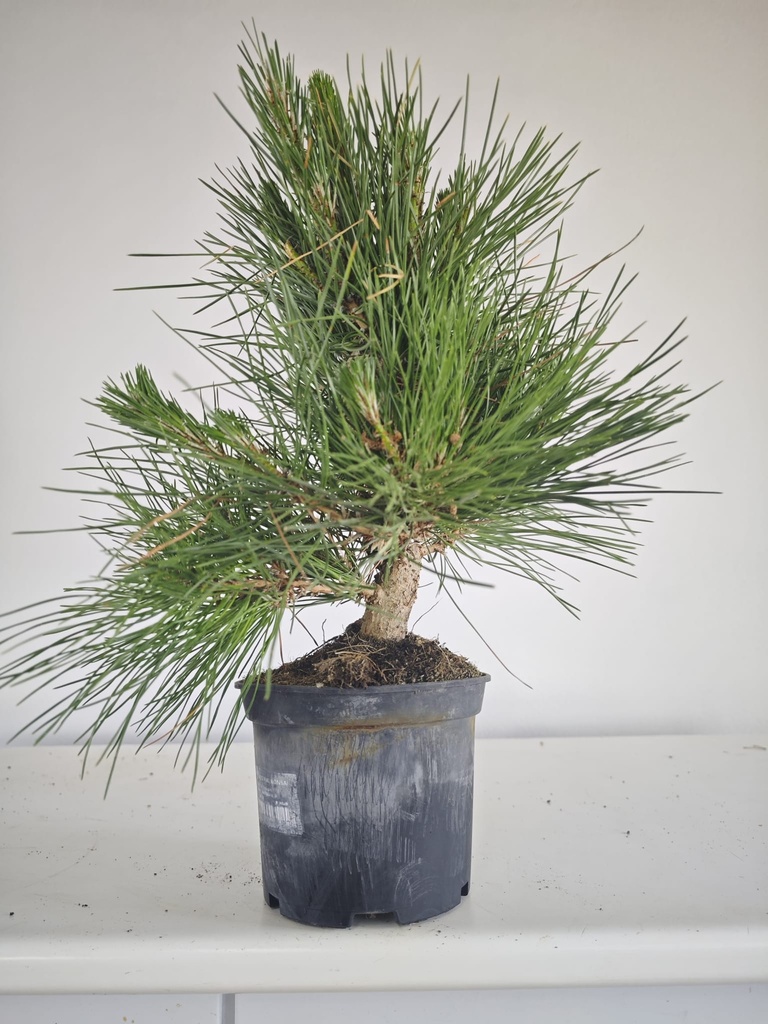 * P 15 Pinus thunbergii, 70 euros con envio gratis peninsula.