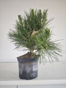 * P 15 Pinus thunbergii, 70 euros con envio gratis peninsula.