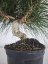 * P 16 Pinus thunbergii, 70 euros con envio gratis peninsula.