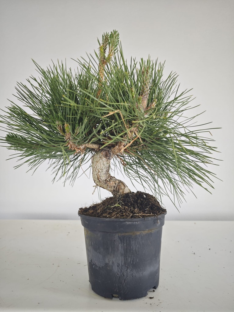 * P 16 Pinus thunbergii, 70 euros con envio gratis peninsula.